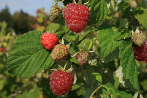 Joan J - Raspberry Bare Root Plant