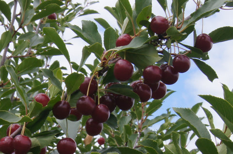 Juliet - Dwarf Cherry Pot Plant