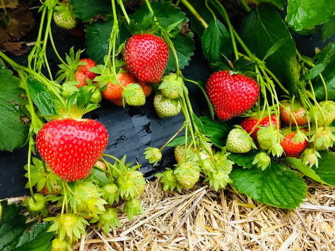 Keepsake - Strawberry Bare Root Plant