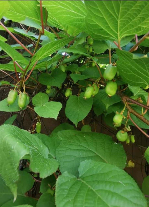 Sylvia - Female Kiwi Plant