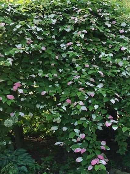 Nordic - Male Kiwi Plant