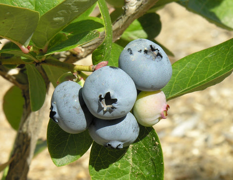 Northblue - Blueberry Pot Plant