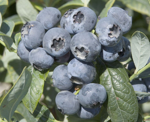 Blomidon - Lowbush Blueberry Pot Plant