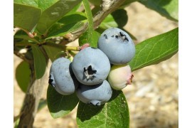 Northland - Blueberry Pot Plant