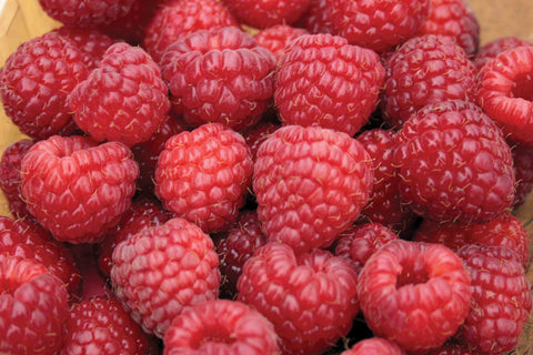 Nova - Raspberry Bare Root Plant