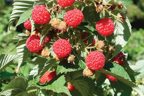 Pathfinder - Raspberry Bare Root Plant