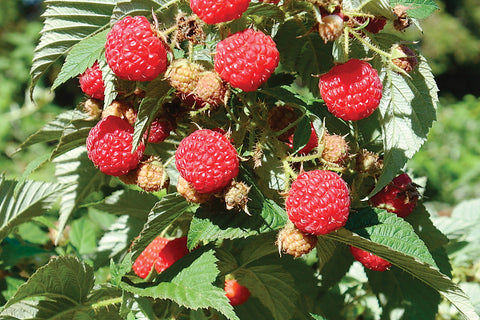 Pathfinder - Raspberry Plug Plant