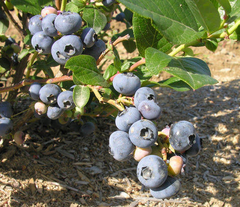 Patriot - Blueberry Pot Plant