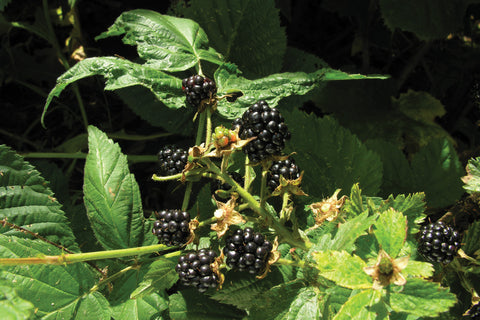 Perron Noir - Blackberry Plant