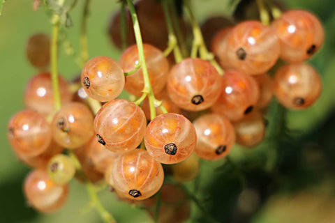 Red Currants