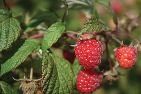 Anne - Plant de framboisier