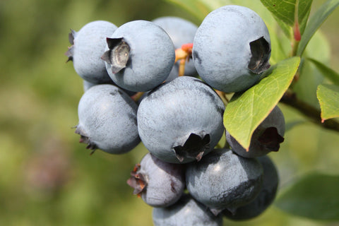 Polaris - Blueberry Pot Plant