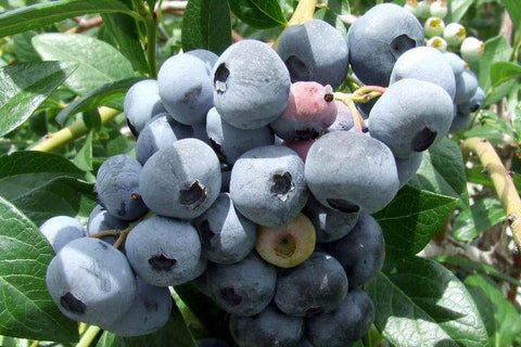 Blueberries