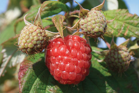 Polka - Raspberry Bare Root Plant