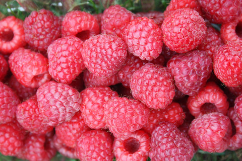 The Raspberry