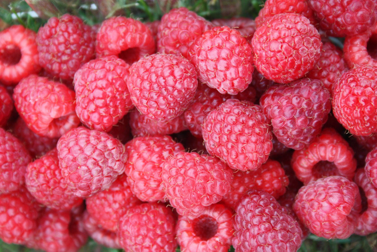 Prelude - Raspberry Bare Root Plant – Production Lareault