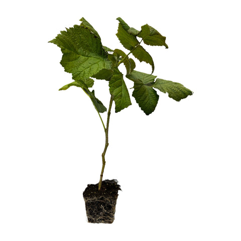 Polana - Raspberry Plug Plant