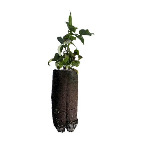 AAC Eden - Raspberry Pot Plant