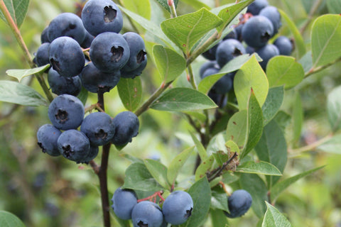 Reka - Blueberry Pot Plant