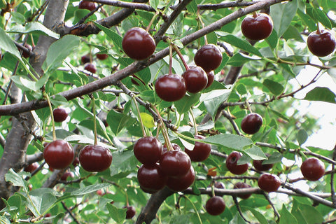 Romeo - Dwarf Cherry Pot Plant