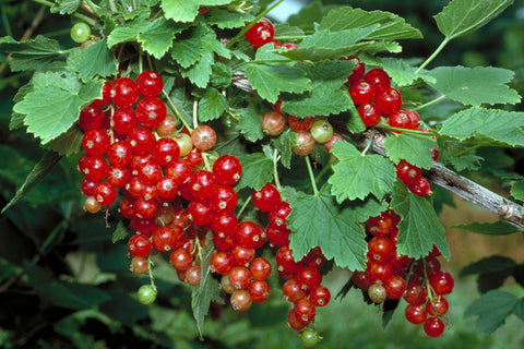 Rovada - Red Currant Plant