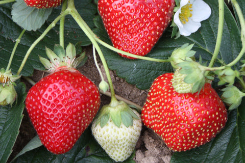 Seascape - Strawberry Bare Root Plant