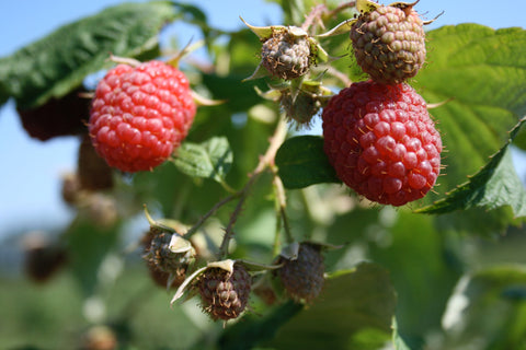 Red Mammoth - Raspberry Plug Plant