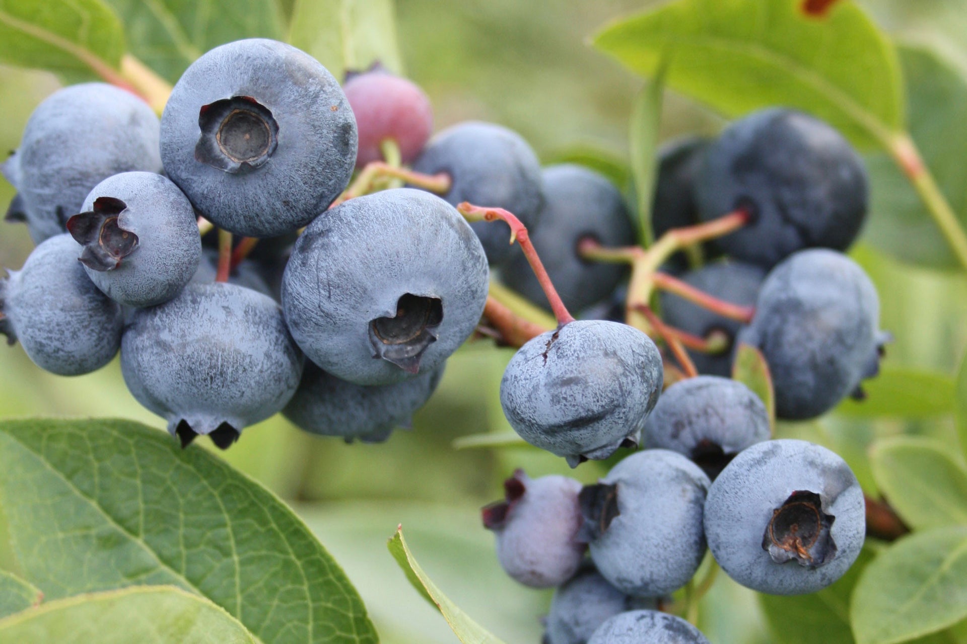 Spartan - Blueberry Pot Plant  Production Lareault