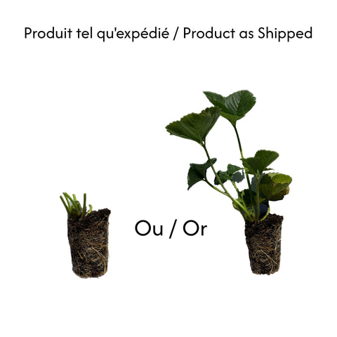 AAC Dynamik - Strawberry Plug Plant
