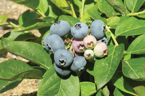 Superior - Blueberry Pot Plant