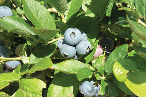 Toro - Blueberry Pot Plant