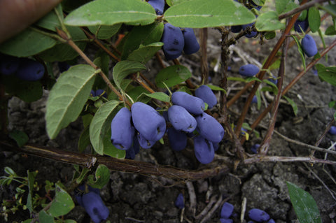 Tundra - Haskap Pot Plant