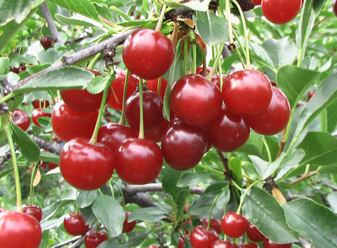 Valentine - Dwarf Cherry Pot Plant