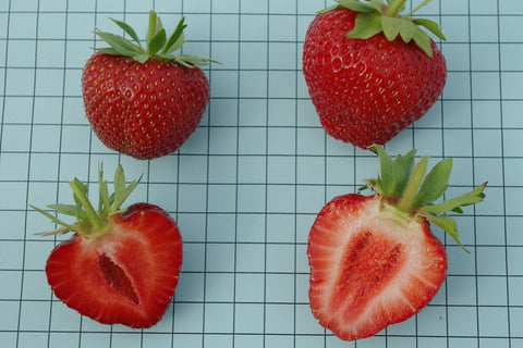 Valley Sunset - Strawberry Bare Root Plant