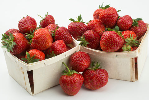 Yambu - Plant de fraises frigo